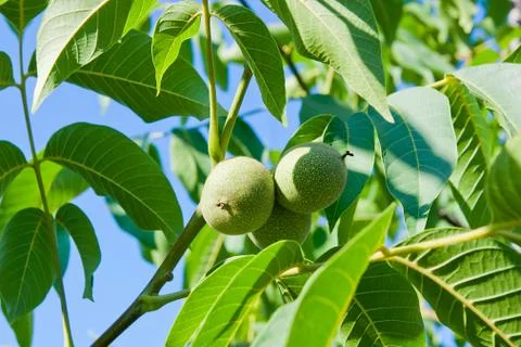 Green walnuts are growing on the tree. Stock Photos