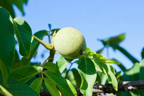 Green walnuts are growing on the tree. Stock Photos