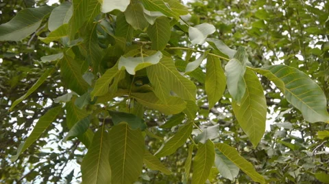 Green Walnuts On The Branch Stock Footage 65214299