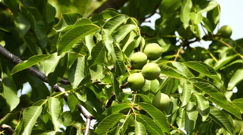 Green walnuts on the branch Stock Footage 67599020