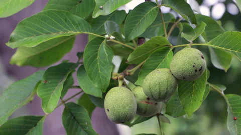 Green walnuts on branch swaying in wind in summer Stock Footage 335294643