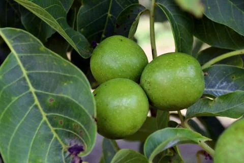 Green walnuts on the branch of the walnut tree in the shell. Sunny spring day Stock Illustration