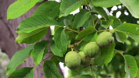 Green walnuts on branch waving in wind cinematic Stock Footage 341872610