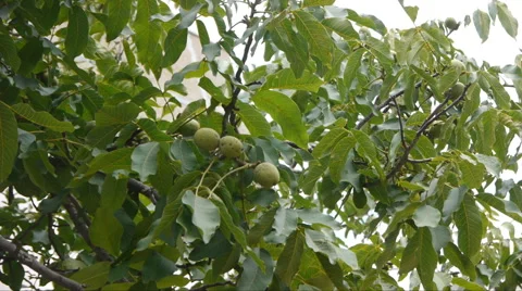 Green Walnuts Stock Footage 65442969