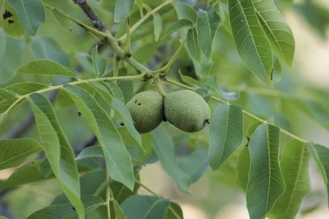 Green Walnuts Growing on the Branches of a Walnut Tree Foto stock