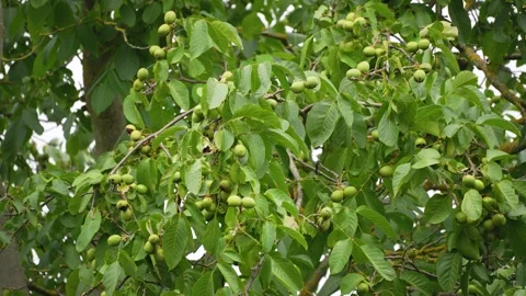 Green walnuts growing on a leafy tree branch Stock Footage 344734412