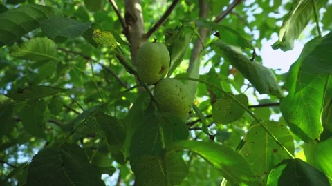Green Walnuts Growing on Tree Branch in Sunny Garden Vídeos de archivo 345979616
