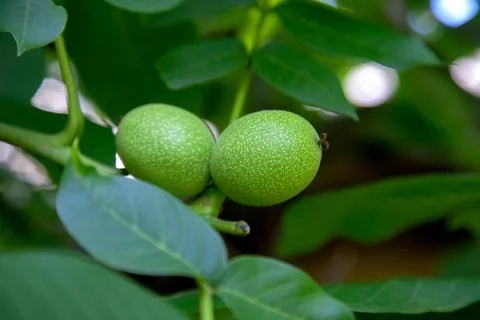 Green walnuts growing on a tree branch.. Stock Photos