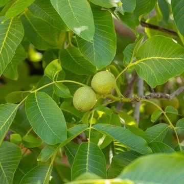 Green walnuts growing on tree branch in summer light Stock Photos