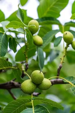 Green walnuts growing on a tree branch in a garden Stock Photos