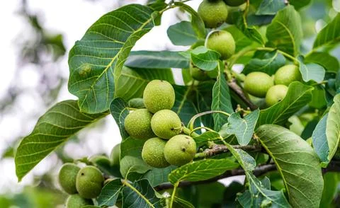 Green walnuts growing on a tree branch in a garden Stock Photos