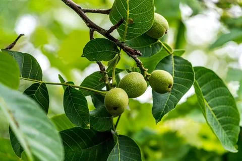 Green walnuts growing on a tree branch in nature Stock Photos