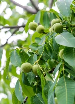 Green walnuts growing on a tree branch in nature Stock Photos