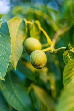 Green walnuts growing on a tree branch in sunlight Stock Photos