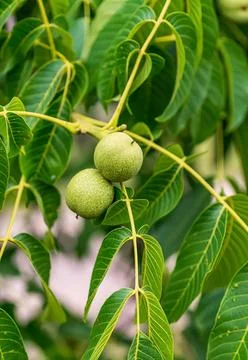Green walnuts growing on a tree branch with leaves Stock Photos