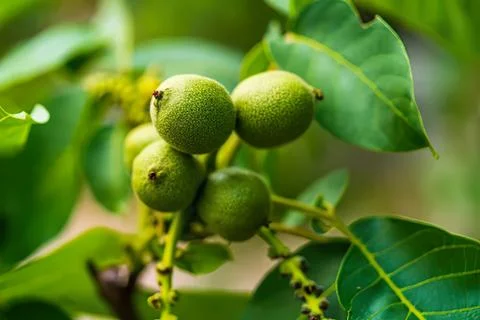 Green walnuts growing on tree branch in natural setting Stock Photos