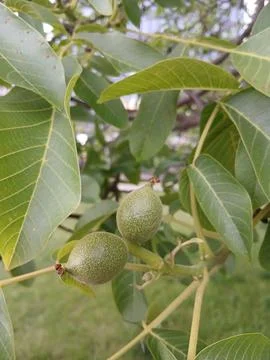 Green walnuts growing on a tree branch Stock Photos