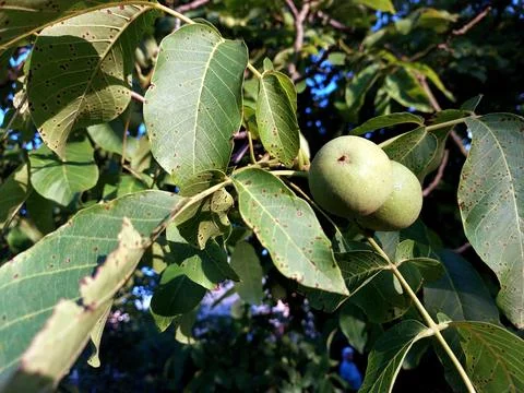 Green Walnuts Growing on a Tree Branch in Sunny Weather Stock Photos