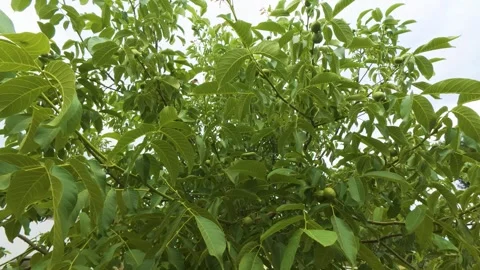 Green walnuts growing on tree branches with lush foliage in summer orchard Stock Footage 344708169