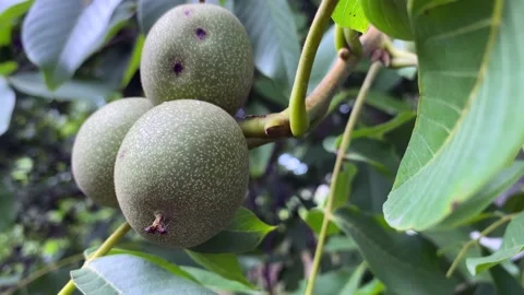 Green walnuts growing on a tree, close up 動画素材 239811979