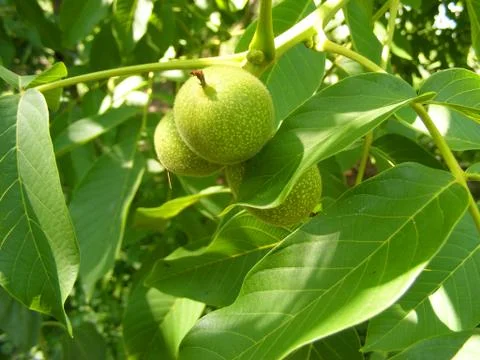 Green walnuts growing on a tree, close up Stock Photos
