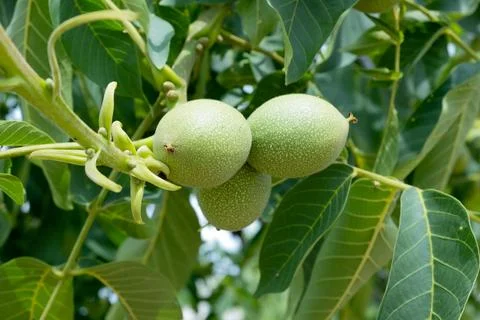 Green walnuts growing on a tree. Close up, top view. Stock Photos