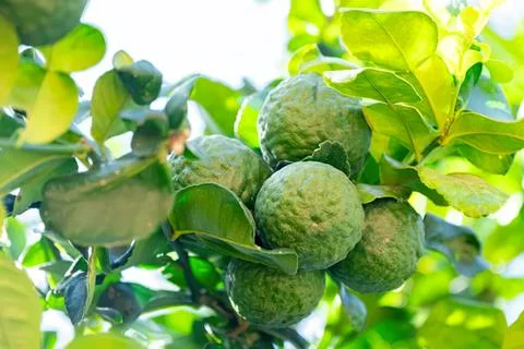 Green walnuts growing on tree with leaves in sunlight Stock Photos