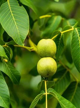 Green walnuts growing on a tree with lush leaves Stock Photos