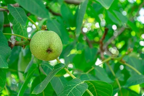 Green walnuts growing on a tree Stock-Fotos