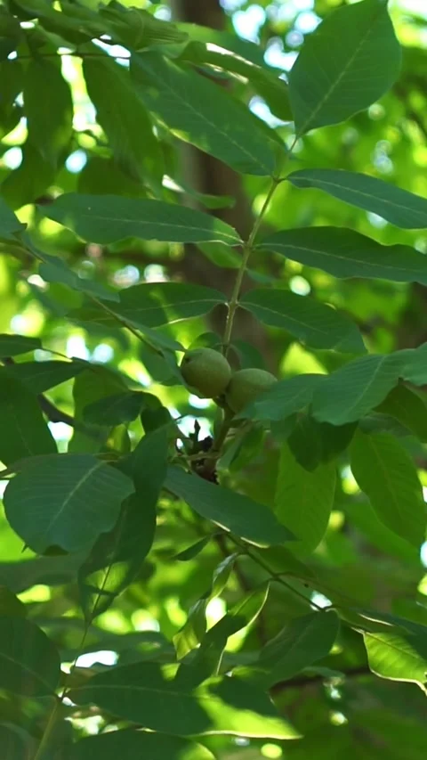 Green Walnuts Growing on Walnut Tree Branch in Sunlight Stock Footage 346396776