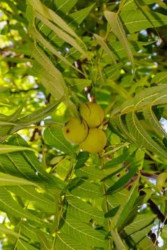 Green walnuts growing on walnut tree branches among lush green leaves in su.. Stock Photos