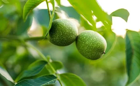 Green walnuts hanging on a tree branch in sunlight Stock Photos