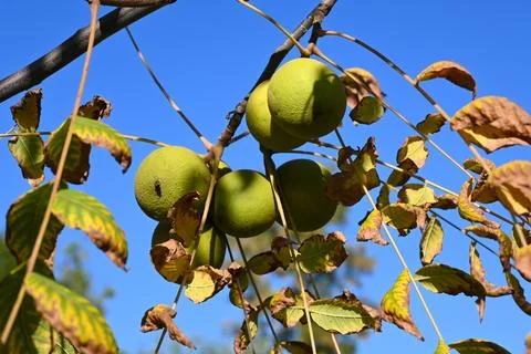 Green walnuts hanging from a tree branch Stock Photos
