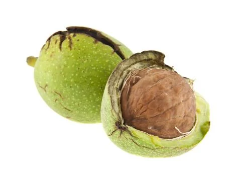 Green walnuts isolated on white background Stock Photos