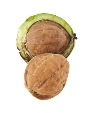 Green walnuts isolated on white background Stock Photos