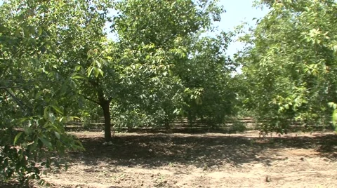 Green walnuts orchard Vídeo Stock 41138184