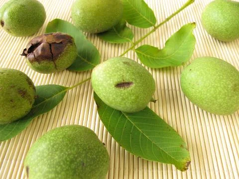 Green walnuts Stock Photos