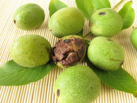 Green walnuts Stock Photos