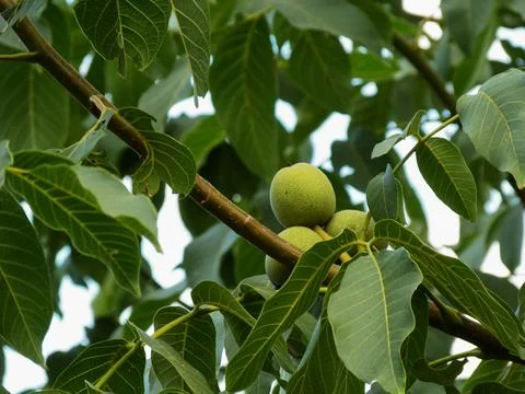 Green Walnuts Stock Photos