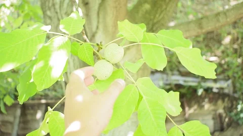 Green walnuts ripen, on branch of tree with green leaves close-up with rays of Stock Footage 126626895