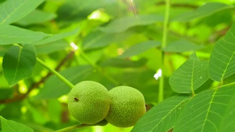 Green walnuts ripen, on branch of tree with green leaves close-up with rays of Stock Footage 127976404