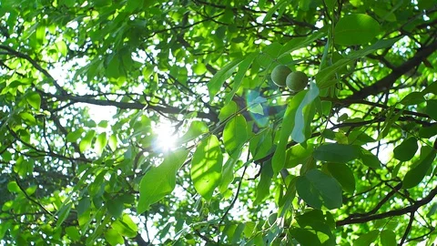 Green walnuts ripen, on branch of tree with green leaves close-up with rays. Stock Footage 129462228