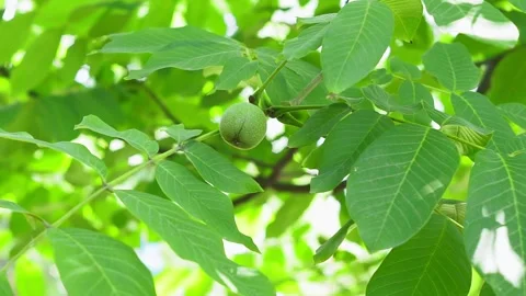 Green walnuts ripen, on branch of tree with green leaves close-up with rays. Stock Footage 131666512