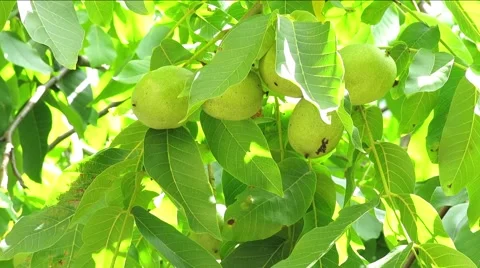 Green Walnuts on the Tree Branch Video stock 67551972