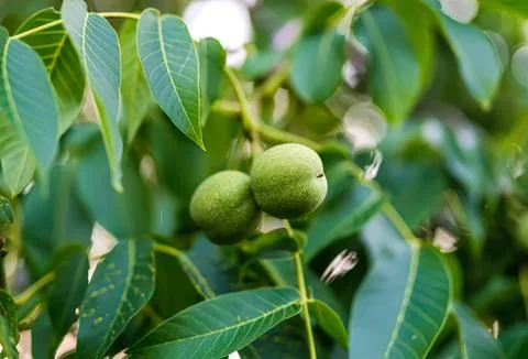 Green walnuts on tree branch in sunlight Stock Photos