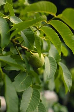 Green walnuts on a tree close-up Stock Photos