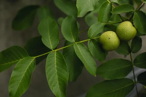 Green walnuts on a tree close-up Stock Photos