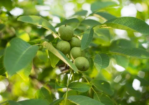 Green walnuts on the tree in early summer Stock Photos