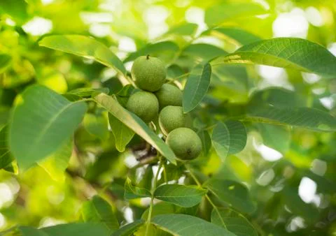 Green walnuts on the tree in early summer Stock Photos
