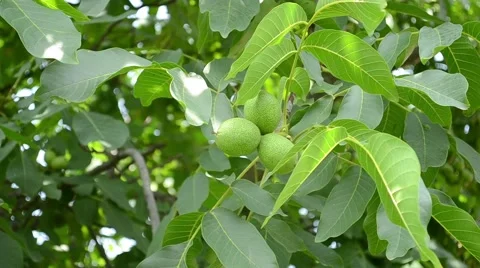 Green Walnuts in Tree Stock Footage 46114828